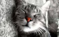 /album/fenykepgaleria/images-7-jpg/